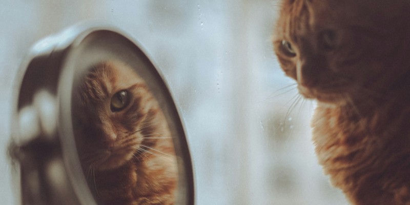 Mirror Talk, Nepali Style