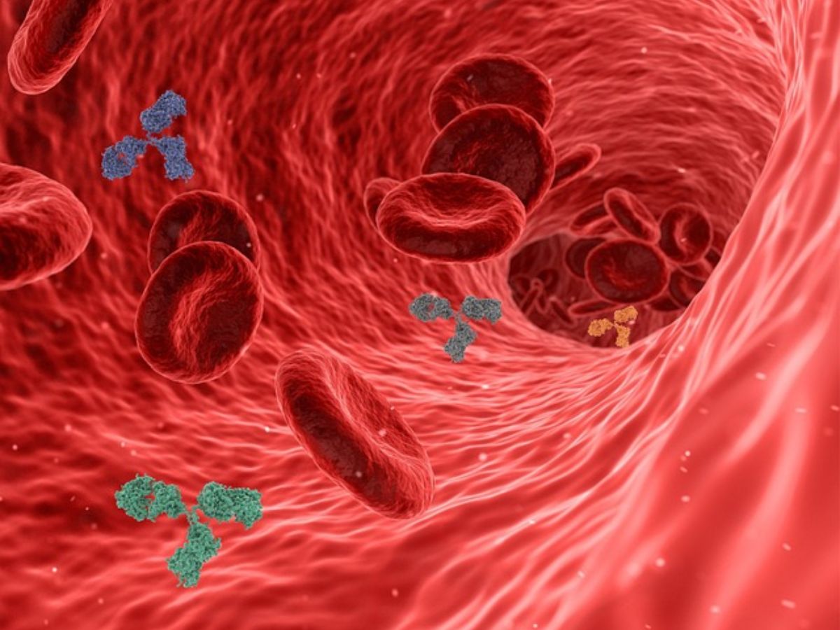 The Role of Gut Health in Boosting Immunity